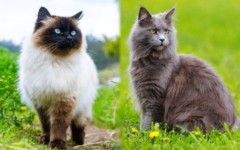 Siamese Maine Coon Mix: Pictures, Care, Traits & Info