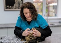 Cats Need Teeth, Don’t They? Dr. Karyn the Vet vs Pet Owner