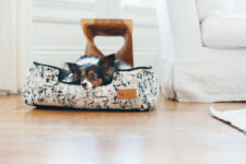 5 Ways Dogs Support Our Mental Health – P.L.A.Y.