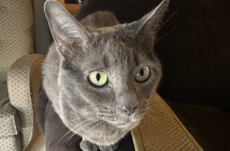 Does Your Cat Like to Ride on Your Shoulders? Olga’s Reluctance