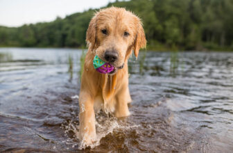How to Keep Your Dog Cool and Safe This Summer – P.L.A.Y.