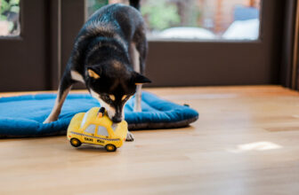 Preventing Your Dog from Chewing Skirting Board – P.L.A.Y.